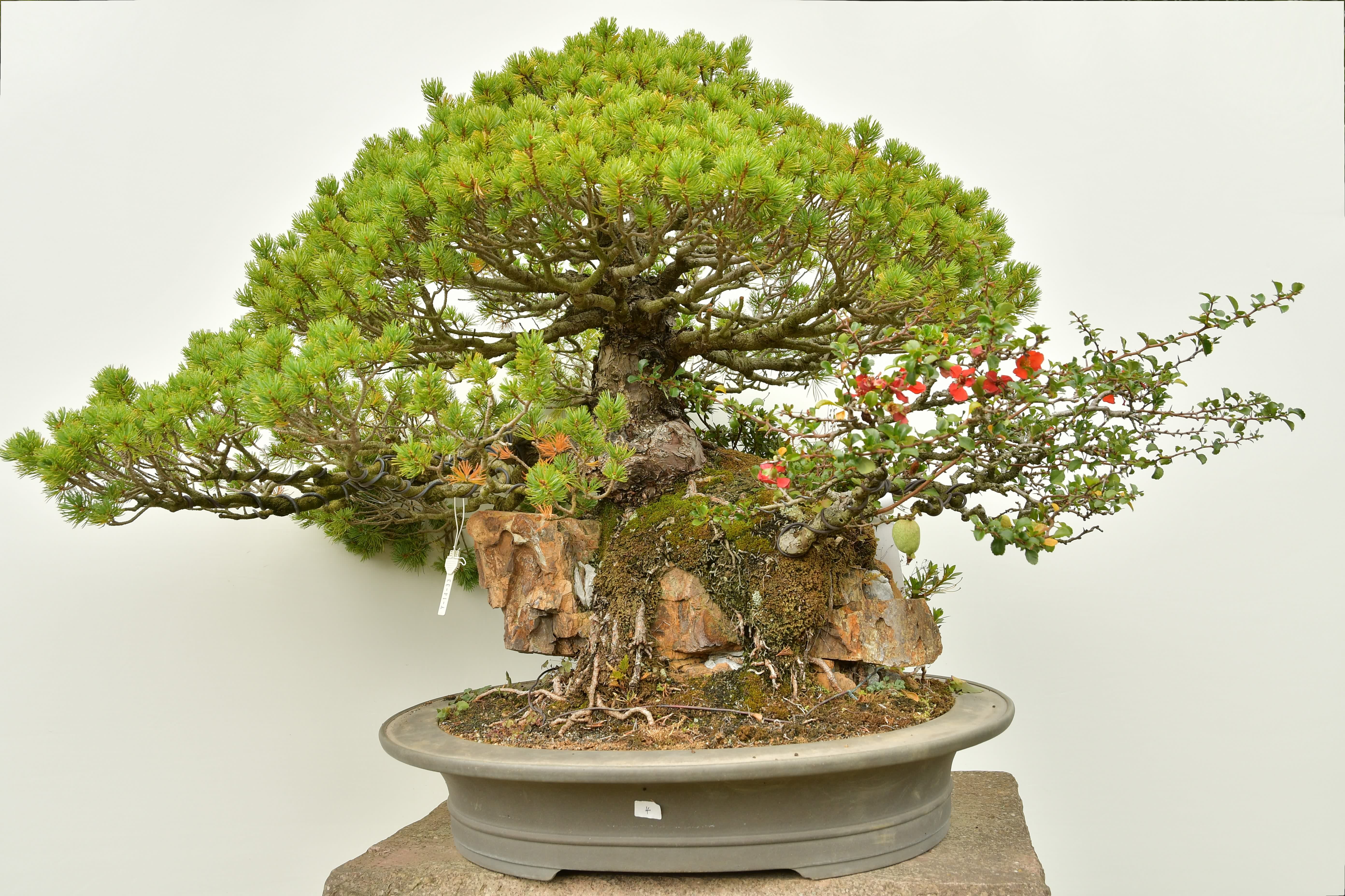 4 | Bonsai Stube Roth