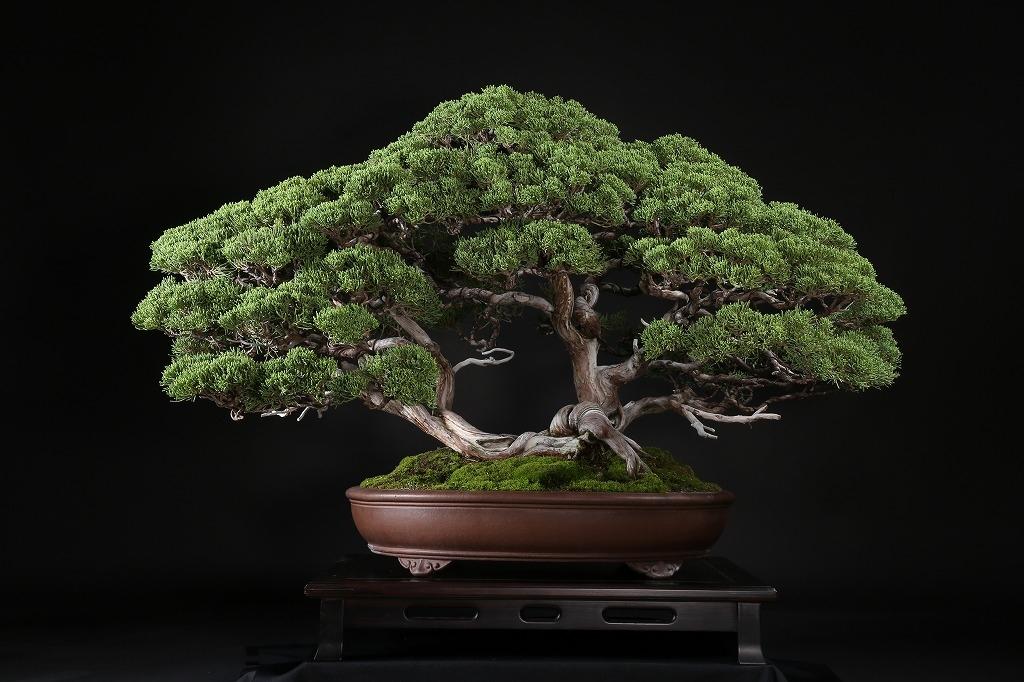 Juniperus chinensis