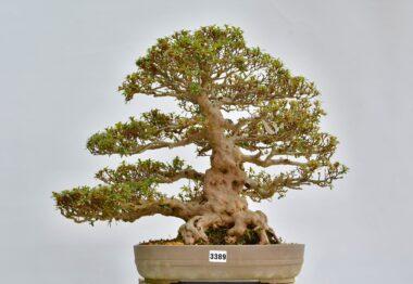 Satsuki Azalee Kozan