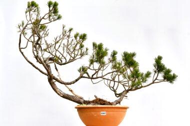 Pinus mugo, Doppelstamm