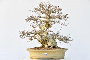 Koreanische Hainbuche