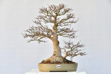 Acer shishigashira, Doppelstamm