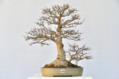 Acer shishigashira, Doppelstamm | Bonsai Stube Roth