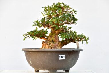 Satsuki Azalee Hanabin