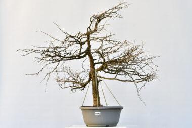 Larix, Europäische Lärche