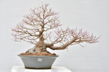 Acer palmatum, Meisterklasse Japan
