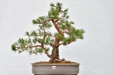 Scotch Pine, Pinus sylvestris