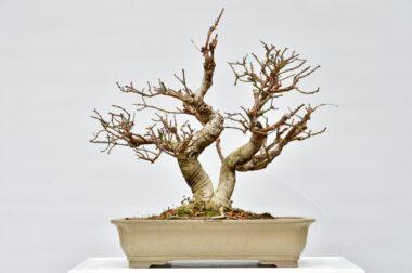 Euyonymus, Pfaffenhütchen