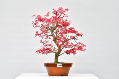 Acer desjojo