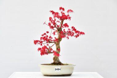 Acer deshojo