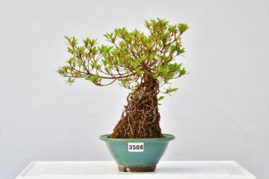 Satsuki Azalee Yumenahabi