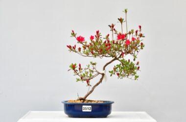 Satsuki Azalee Benikoiachi