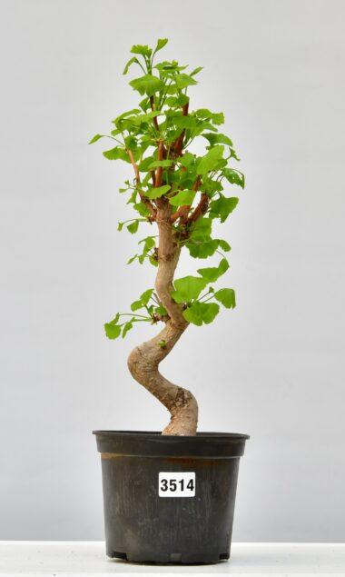 Ginkgo biloba