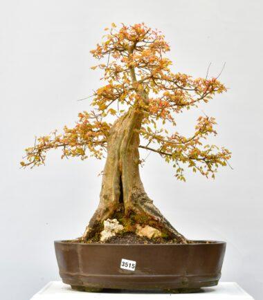 Acer buergeranum auf Stein