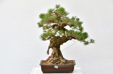 Pinus thunbergii
