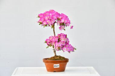 Satsuki Azalee Miyamangetsu