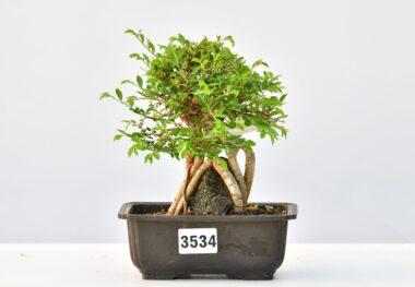 Ulmus parvifolia auf Stein