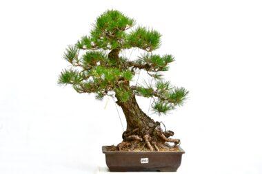 Pinus thunbergii, Japanische Schwarzkiefer