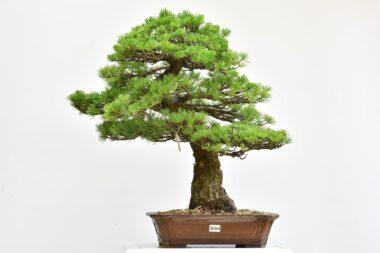 Pinus parfivlora