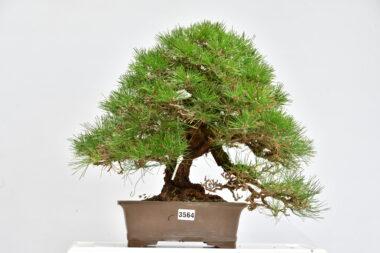 Pinus thunbergii, Schwarzkiefer