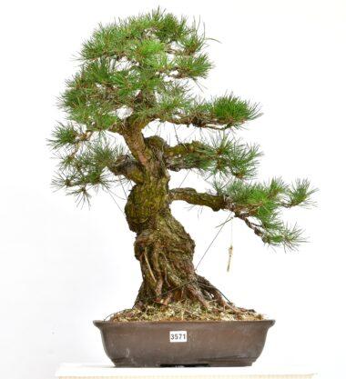 Pinus thunbergii, Japanische Schwarzkiefer