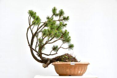 Pinus mugo, Bergkiefer