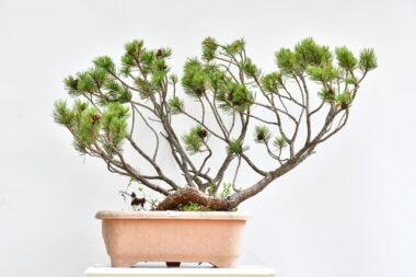 Pinus mugo, Bergkiefer