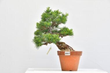 Pinus parviflora