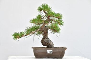 Pinus thunbergii, Japanische Schwarzkiefer