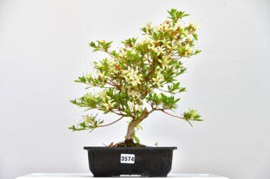 Satsuki Azalee Senbazuru