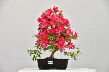 Satsuki Azalee Benikage