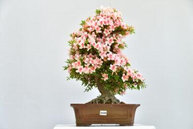 Satsuki Azalee Nyhozan