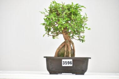 Ulmus parvifolia auf Stein