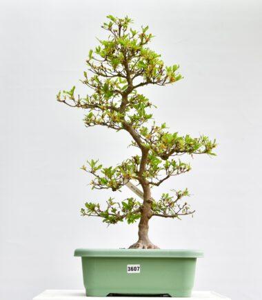 Satsuki Azalee Matsuri no Tsuki