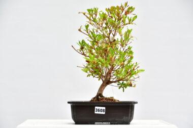 Satsuki Azalee Suzakuhime