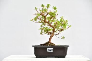 Satsuki Azalee Kotaro