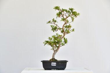 Satsuki Azalee Chojuho