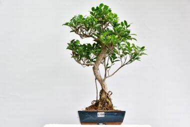 Ficus retusa