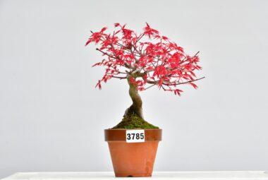 Acer deshojo