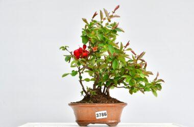 Quitte, Mehrfachstamm