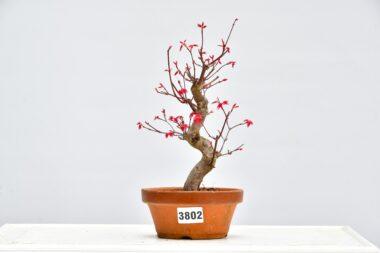 Acer deshojo