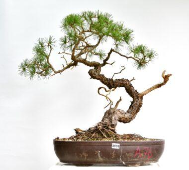 Pinus sylvestris