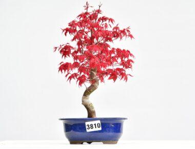 Acer palmatum deshojo