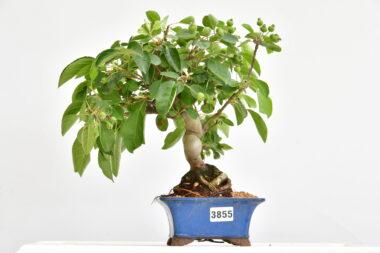 Malus, Apfelbaum