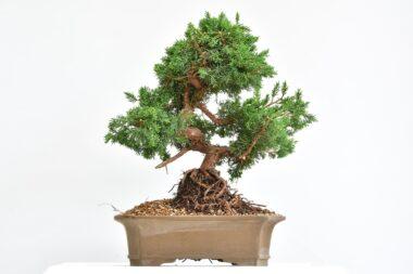 Juniperus Kyushi