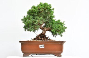 Juniperus Kyushi