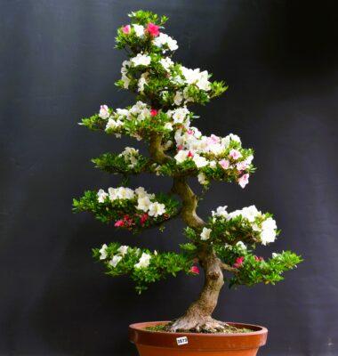 Satsuki Azalee Eikan auch als Gartenbonsai möglich