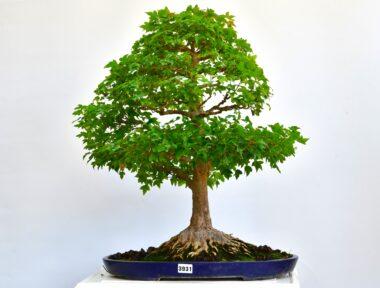 Acer buergeranum