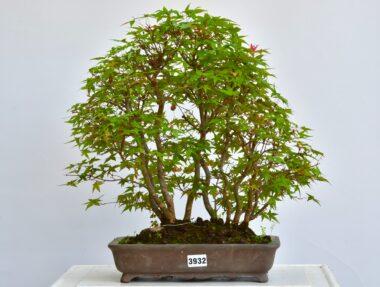 Acer deshojo Floßform