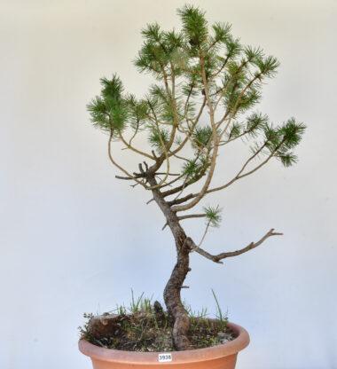 Pinus mugo, Bergkiefer